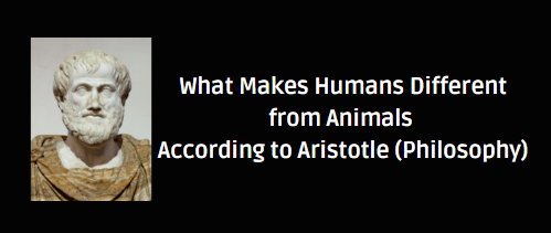 What Makes Humans Different from Animals According to Aristotle (Philosophy)