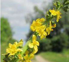 Agrimonia or Agrimony