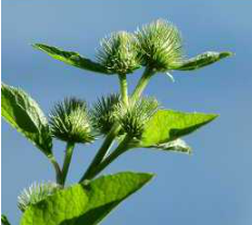 Burdock