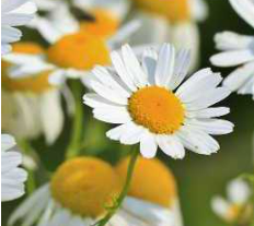 Chamomile or Camomile