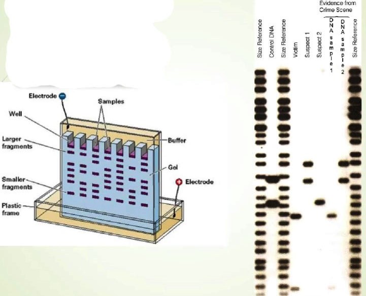 Sorenson Forensics Criminal Paternity Test