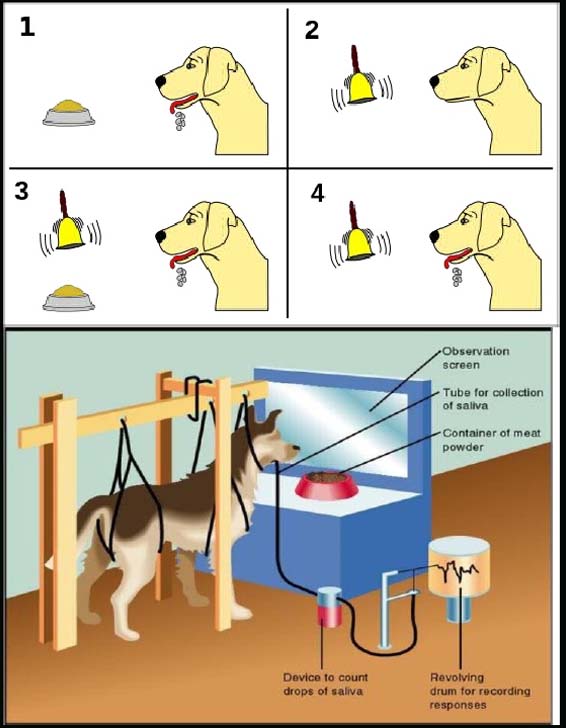 pavlov experiment with dogs